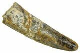Fossil Spinosaurus Tooth - Real Dinosaur Tooth #373724-1